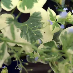 BRUNNERA macrophylla 'Variegata' - Buglose de Sibérie