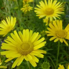 BUPHTHALMUM  salicifolium - Oeil de Boeuf