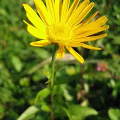 BUPHTHALMUM  salicifolium - Oeil de Boeuf