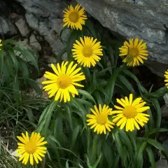 BUPHTHALMUM  salicifolium - Oeil de Boeuf