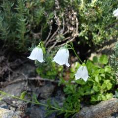 CAMPANULA cochleariifolia 'White' - Campanule fluette