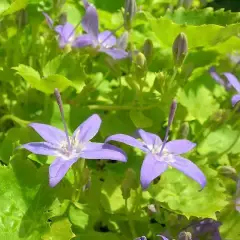 CAMPANULA garganica 'Dickson's Gold' - Campanule