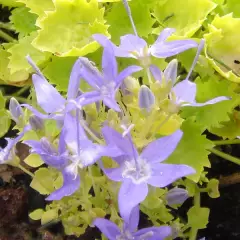 CAMPANULA garganica 'Dickson's Gold' - Campanule