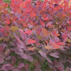 COTINUS dummeri 'Grace' - Cotinus à feuilles vertes et pourpres 'Grace'