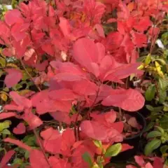 COTINUS dummeri 'Grace' - Cotinus à feuilles vertes et pourpres 'Grace'