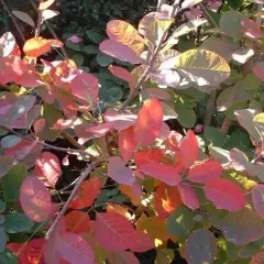 COTINUS dummeri 'Grace' - Cotinus à feuilles vertes et pourpres 'Grace'