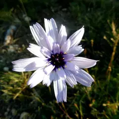 CATANANCHE caerulea 'Alba' - Cupidone blanche