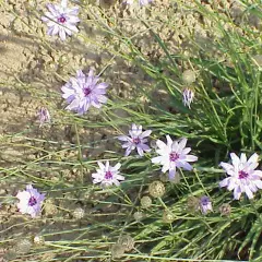 CATANANCHE caerulea 'Alba' - Cupidone blanche