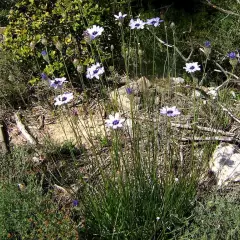 CATANANCHE caerulea 'Alba' - Cupidone blanche