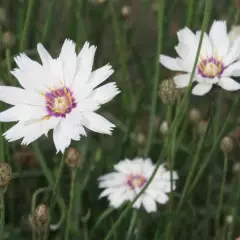 CATANANCHE caerulea 'Alba' - Cupidone blanche