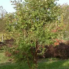 ACER griseum - Erable à écorce de papier ou écorce cannelle