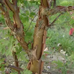 ACER griseum - Erable à écorce de papier ou écorce cannelle