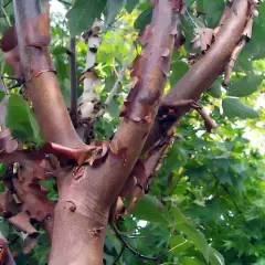 ACER griseum - Erable à écorce de papier ou écorce cannelle