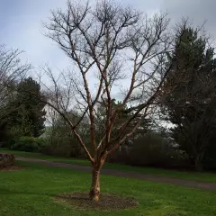 ACER griseum - Erable à écorce de papier ou écorce cannelle