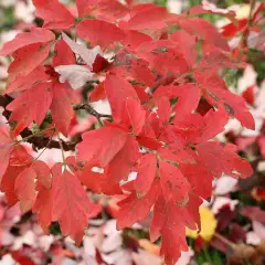 ACER griseum - Erable à écorce de papier ou écorce cannelle