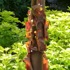 ACER griseum - Erable à écorce de papier ou écorce cannelle