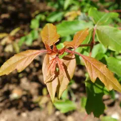 ACER griseum - Erable à écorce de papier ou écorce cannelle