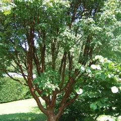 ACER griseum - Erable à écorce de papier ou écorce cannelle