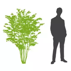 ACER griseum - Erable à écorce de papier ou écorce cannelle