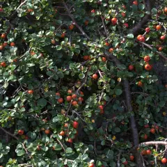 COTONEASTER adpressus - Cotoneaster rampant