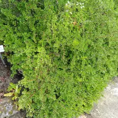 COTONEASTER adpressus - Cotoneaster rampant