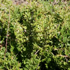 COTONEASTER adpressus - Cotoneaster rampant