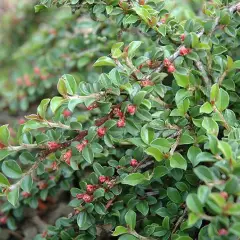 COTONEASTER adpressus - Cotoneaster rampant