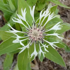 CENTAUREA montana 'Alba' - Bleuet