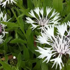 CENTAUREA montana 'Alba' - Bleuet