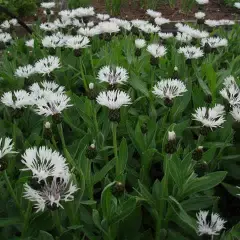 CENTAUREA montana 'Alba' - Bleuet