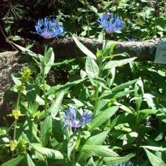 CENTAUREA montana 'Coerulea' - Bleuet