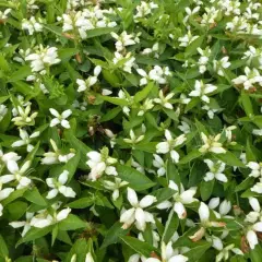 CHELONE obliqua 'Alba' - Galane blanche