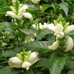 CHELONE obliqua 'Alba' - Galane blanche