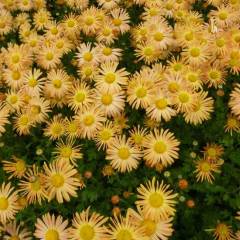 CHRYSANTHEMUM rubellum 'Mary Stoker' - Chrysanthème des jardins