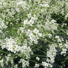 CRAMBE cordifolia - Chou nuagé blanc