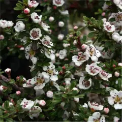 COTONEASTER conspicuus 'Decorus' - Cotoneastre 'Decorus'