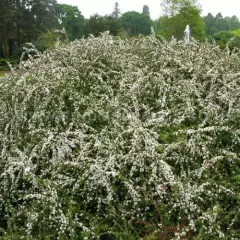 COTONEASTER conspicuus 'Decorus' - Cotoneastre 'Decorus'