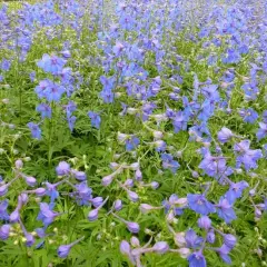 DELPHINIUM x belladonna 'Piccolo' - Pied d'alouette