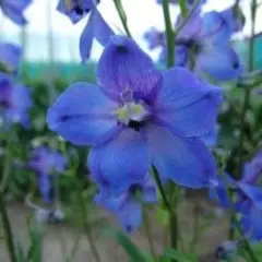 DELPHINIUM x belladonna 'Piccolo' - Pied d'alouette