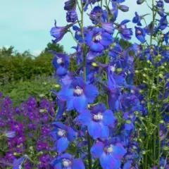 DELPHINIUM x belladonna 'Piccolo' - Pied d'alouette