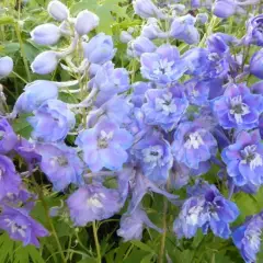 DELPHINIUM x pacific 'Camelliard' - Pied d'alouette 'Cameliard'