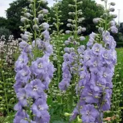 DELPHINIUM x pacific 'Camelliard' - Pied d'alouette 'Cameliard'