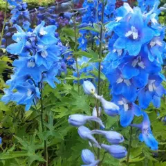 DELPHINIUM x pacific 'Summer Skies' - Pied d'alouette 'Summer Skies'