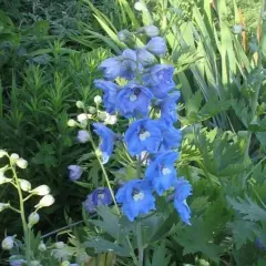 DELPHINIUM x pacific 'Summer Skies' - Pied d'alouette 'Summer Skies'