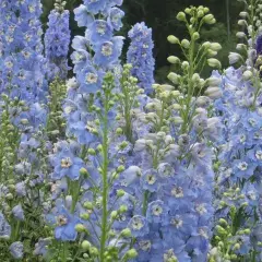 DELPHINIUM x pacific 'Summer Skies' - Pied d'alouette 'Summer Skies'