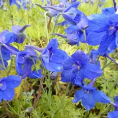 DELPHINIUM grandiflorum 'Blauer Zwerg' - Pied d'Alouette