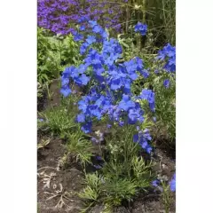 DELPHINIUM grandiflorum 'Blauer Zwerg' - Pied d'Alouette