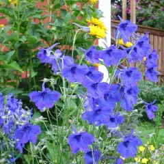 DELPHINIUM grandiflorum 'Blauer Zwerg' - Pied d'Alouette