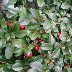 COTONEASTER dammeri - Cotonéaster couvre sol