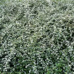 COTONEASTER dammeri - Cotonéaster couvre sol